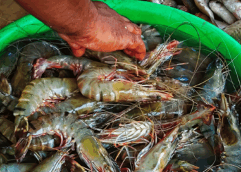 Acquacoltura in India e filiera del gambero