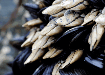 Cozze mediterranee e valore nutrizionale
