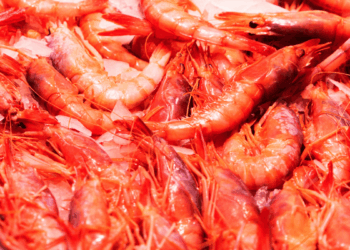 Pesca Argentina 2026