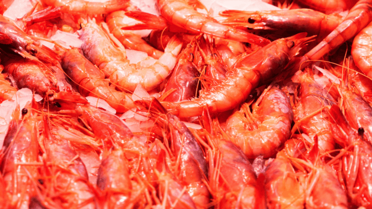 Pesca Argentina 2026