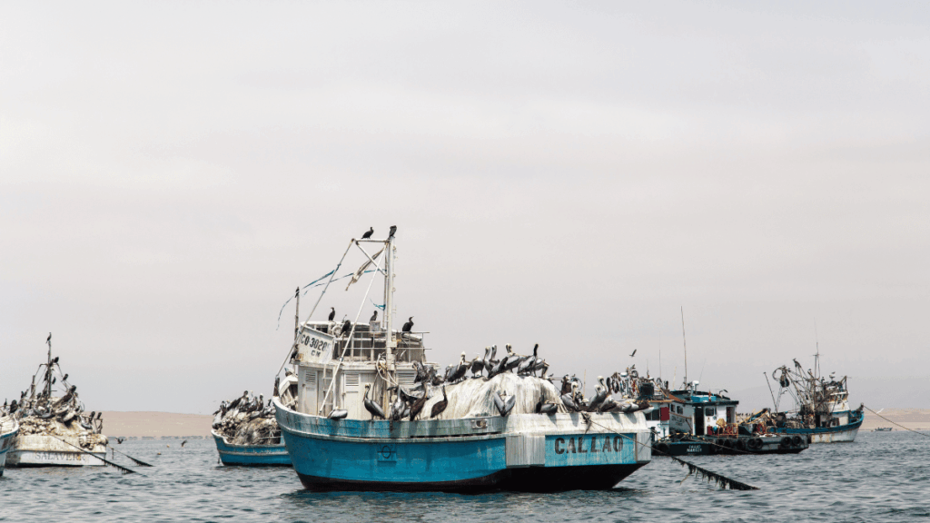 Pesca dell’anchoveta in Perù per la produzione di farina e olio di pesce