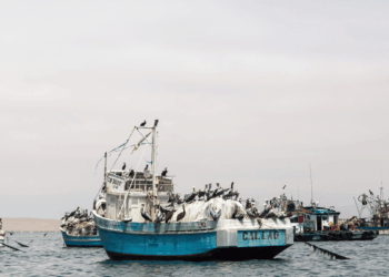Pesca dell’anchoveta in Perù per la produzione di farina e olio di pesce