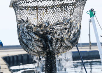 Pescato allo sbarco, dal 2027 nuove regole UE sulla pesatura