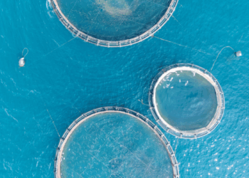 Produzione ittica e futuro del seafood