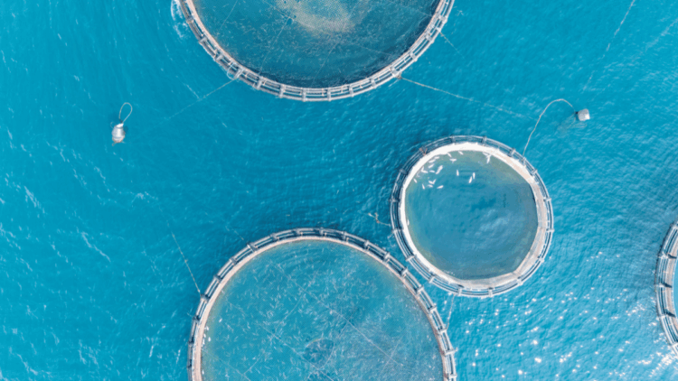 Produzione ittica e futuro del seafood