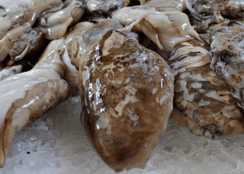 qualità del seafood importato