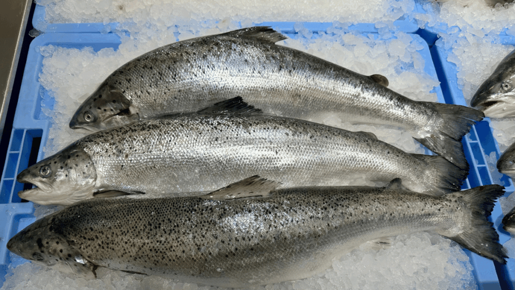 Salmonidi freschi sistemati sul ghiaccio in cassette per la commercializzazione.
