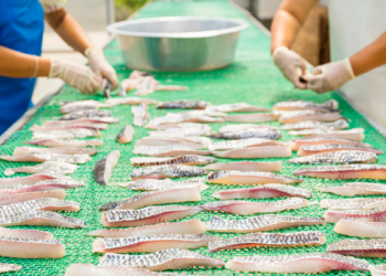Tilapia vietnamita, cresce l’export nel 2026