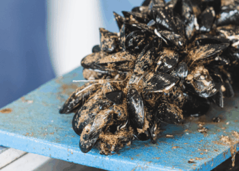 allevamenti di molluschi alte temperature