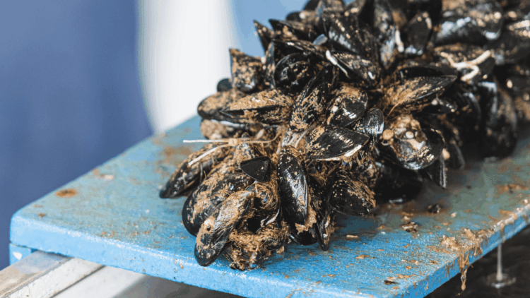 allevamenti di molluschi alte temperature