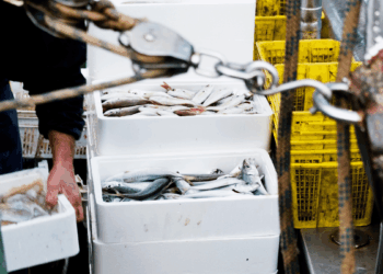 certificazione MSC pesca sostenibile