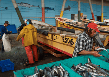consumo di pesce in Cile