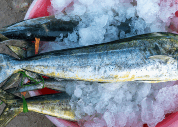 Lampuga, pesca con FAD dal 15 agosto 2026