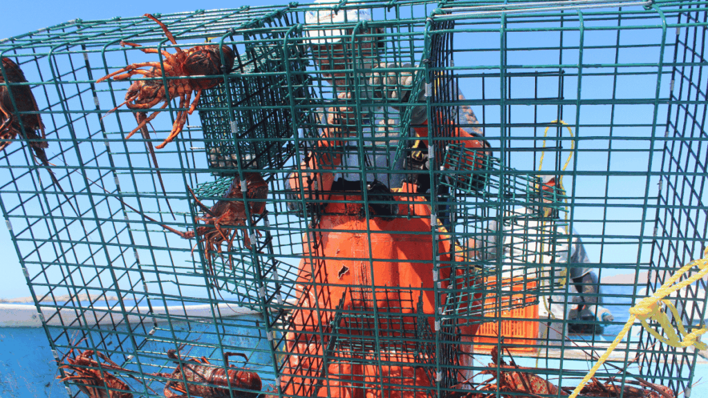 pesca sostenibile dell’aragosta in Baja California
