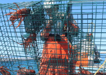 pesca sostenibile dell’aragosta in Baja California