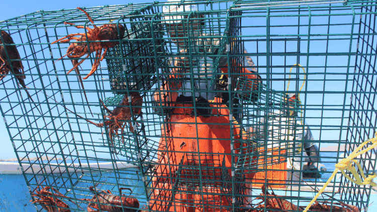 pesca sostenibile dell’aragosta in Baja California
