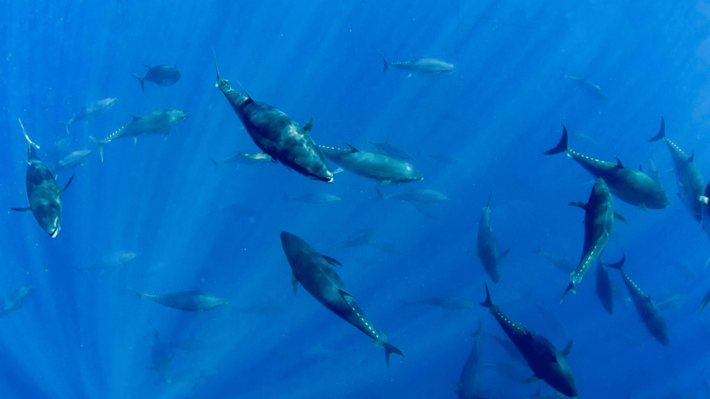 School of tuna swimming in the open ocean, illustrating the ISSF 2026 assessment of global tuna stocks