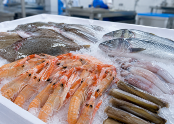 Prodotti ittici su ghiaccio per buyer, retail e foodservice europeo