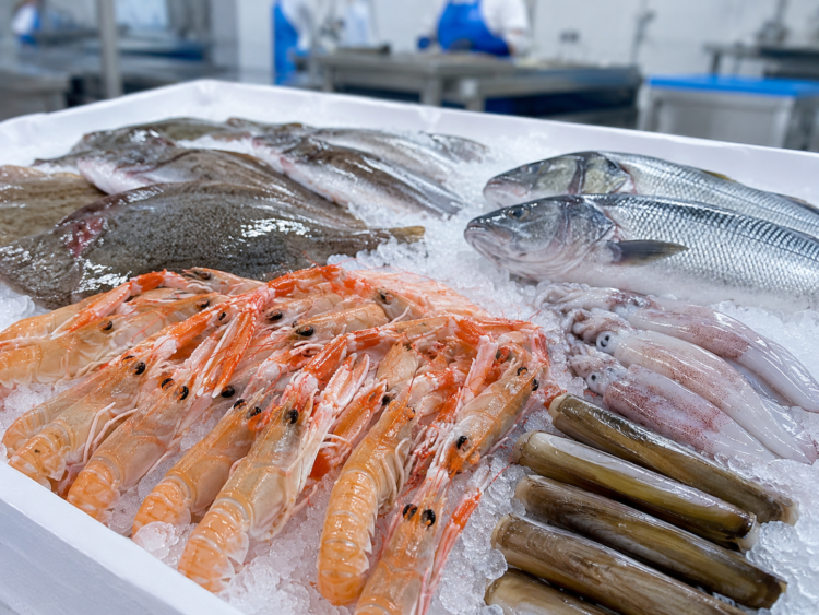 Prodotti ittici su ghiaccio per buyer, retail e foodservice europeo