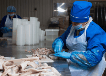 approvvigionamenti europei di pollock e merluzzo