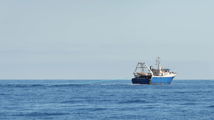 capacità della flotta UE