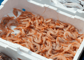 cassette per il pesce