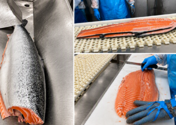 Salmon fillet on the processing line at Freezco Eesti in Tallinn
