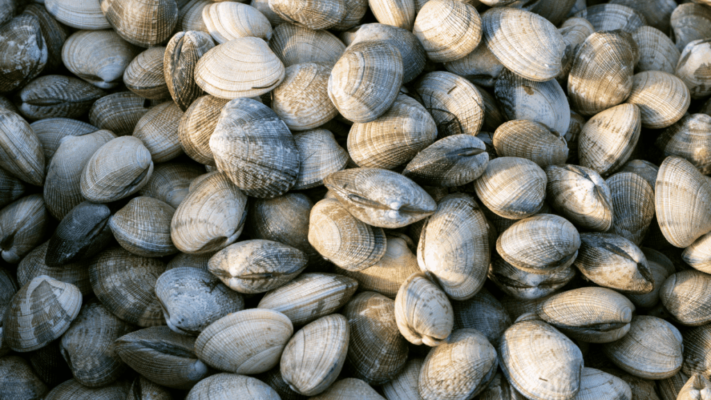 marcatori genetici per le vongole