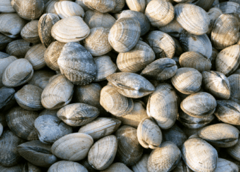 marcatori genetici per le vongole