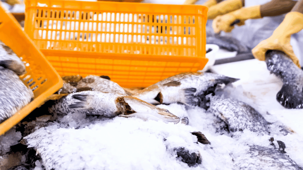 mercato europeo del salmone