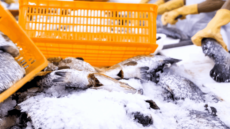 mercato europeo del salmone
