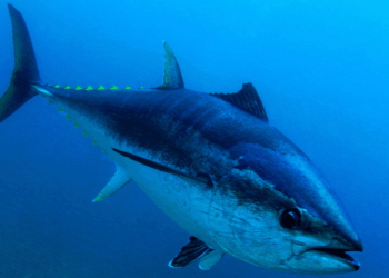 pesca sportiva tonno rosso