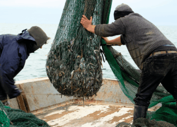 soglia 40% pesca