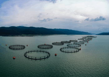 strategia pesca e acquacoltura