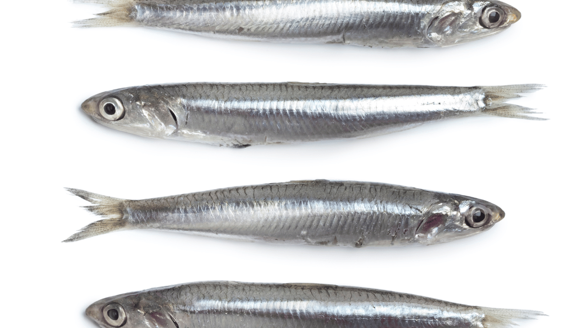 European anchovy (Engraulis encrasicolus)