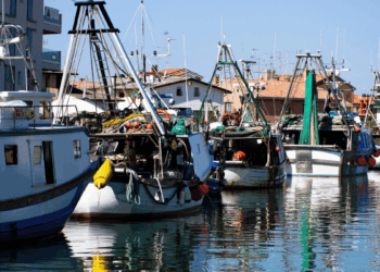 Federpesca