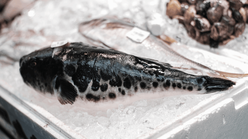 Fugu - Pesce Palla