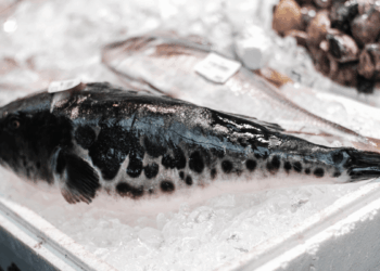 Fugu - Pesce Palla