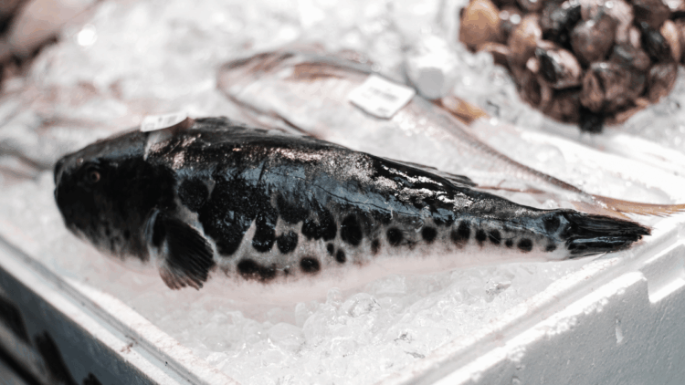 Fugu - Pesce Palla
