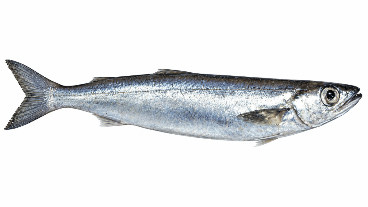 Blue whiting (Micromesistius poutassou)