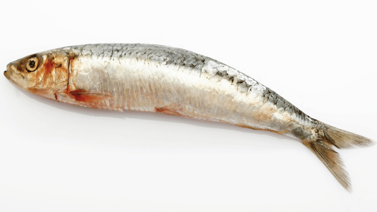 European sardine (Sardina pilchardus)