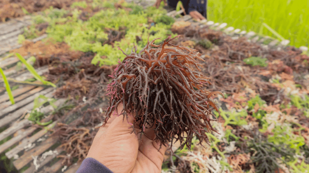 Seaweed cultivation and the development of Italy’s aquaculture supply chain