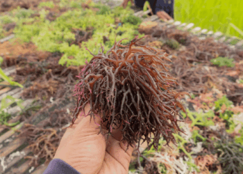 Seaweed cultivation and the development of Italy’s aquaculture supply chain