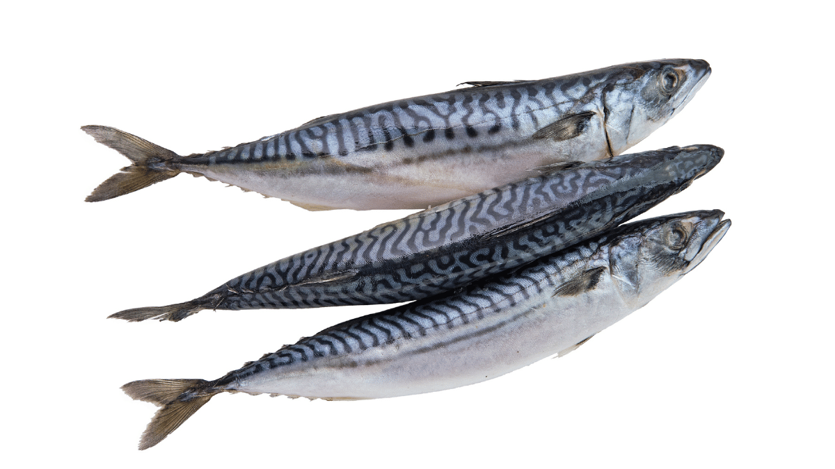 Atlantic mackerel (Scomber scombrus)
