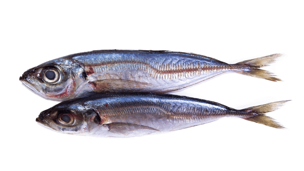 Mediterranean horse mackerel (Trachurus mediterraneus)