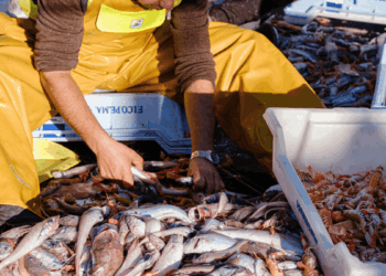 Confcooperative Agroalimentare e Pesca