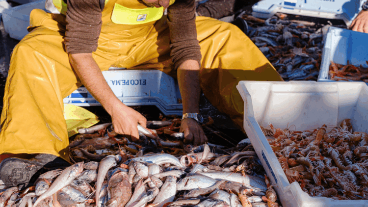Confcooperative Agroalimentare e Pesca